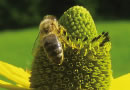 Mariazeller Bienensilvester