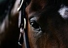 Reiten Reiten