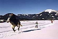 Horse-Surfing Horse-Surfing