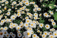 35. Landesschützentag, Foto: Anna Scherfler