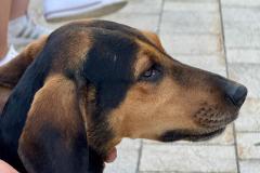 Abendkonzert Musikverein Annaberg am 13. August 2025 - Foto: Ing. Franz Peter Stadler