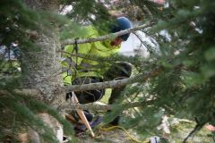 Der Christbaum steht wieder - Foto: Josef Kuss Der Christbaum steht wieder - Foto: Josef Kuss