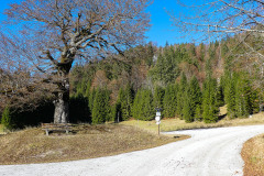 Auf die Bichleralpe - Foto: Mariazell Online