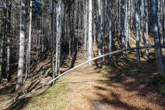 Auf die Bichleralpe - Foto: Mariazell Online Auf die Bichleralpe - Foto: Mariazell Online