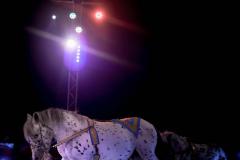 "Circus Aros", Foto: Anna Scherfler