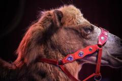 "Circus Aros", Foto: Anna Scherfler