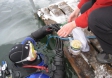 Deep Honey Diving / Foto: Heidrun Singer