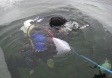 Deep Honey Diving / Foto: Heidrun Singer