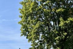 Erzherzog Johann Denkmal - Vogelbühel - Foto: Ing. Franz Peter Stadler