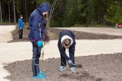 Bepflanzung des neuen Parkplatzes am Erlaufsee - Foto: Josef  Kuss