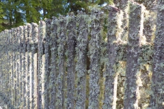 Rund um den Erlaufsee - Foto: Mariazell Online