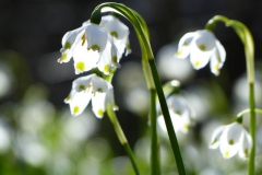 Erlaufstausee - Foto: Mariazell Online