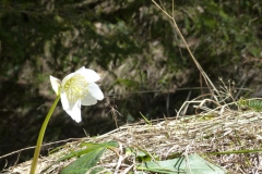 Erlaufstausee - Foto: Mariazell Online