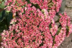 Erntedank 2024 - Foto: zVg. Fam. Schweighofer