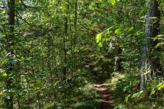 Wanderung von Mitterbach auf die Gemeindealpe - Foto: Mariazell Online