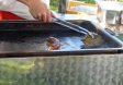 Grillfest beim Gasthaus Egger in Gollrad