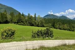 Hals - Foto: Ing. Franz-Peter Stadler