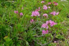 Hochstadl, Foto: Mariazell Online