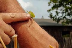 Hoffest Familie Eder, Foto: Anna Scherfler