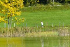 Krebsforschungslauf 2021 - Foto: Mariazell Online