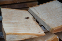 Brücken 2019 - Klangforum Wien, Foto: Josef Kuss