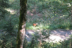 Klausgraben, Foto: Mariazell Online