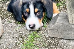 Kräuterbüscherlbinden und Kräutersegnung 2025 - Foto: Franz Peter Stadler