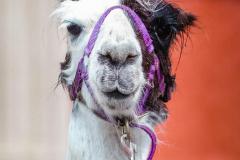 Lamasegnung - Foto: Anna Scherfler