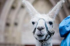 Lamasegnung - Foto: Anna Scherfler