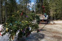 Maibaumaufstellen 2021 - Foto: ÖVP Mariazeller Land, Jürgen Ebner