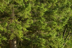 Night Run 2017 - Foto: Mariazell Online