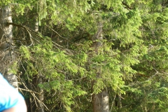 Night Run 2017 - Foto: Mariazell Online