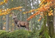 Foto: Martin Prumetz