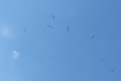 Segelflug-Staatsmeisterschaften Tag 2 Foto: Katja Girrer