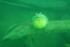 Tauchen im Erlaufsee - Foto: Mariazell Online