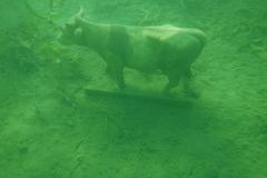 Tauchen im Erlaufsee - Foto: Mariazell Online