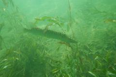 Tauchen im Erlaufsee - Foto: Mariazell Online