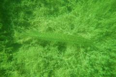 Tauchen im Erlaufsee - Foto: Mariazell Online