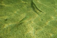 Tauchen im Erlaufsee - Foto: Mariazell Online