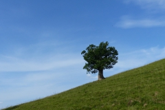 Wanderung Tonion - Dürrieglalm