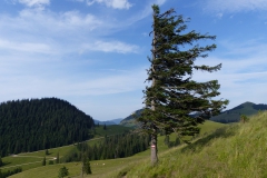 Wanderung Tonion - Dürrieglalm