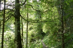 Trefflingfall-Wanderung - Foto: Mariazell-Online