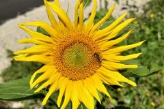 Waldsiedel - Foto: Franz Peter Stadler