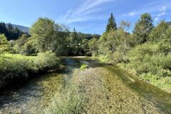 Waldsiedel - Foto: Franz Peter Stadler