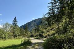 Waldsiedel - Foto: Franz Peter Stadler