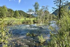 Waldsiedel - Foto: Franz Peter Stadler