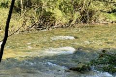 Waldsiedel - Foto: Franz Peter Stadler