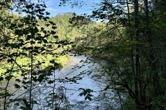 Waldsiedel - Foto: Franz Peter Stadler