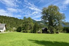 Waldsiedel - Foto: Franz Peter Stadler