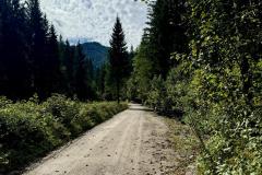 Waldsiedel - Foto: Franz Peter Stadler